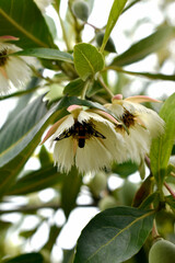 Obraz premium The flowers bloom with white-pink flowers and green leaves, growing into a bush in their front yard