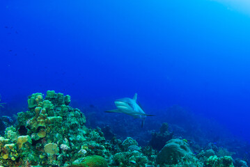 An impressive sized reef shark cruising along the reef in the Cayman Islands