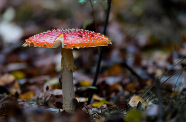 Amanita muscaria mushroom in the forest