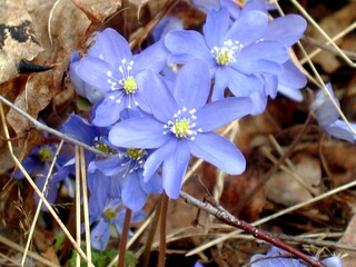Imatra, Finland, first spring flowers