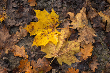falling autumn leaves in the forest