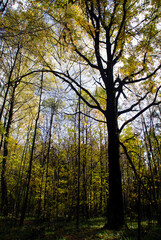 Oak with yellowed leaves in the forest. Picturesque autumn landscape.