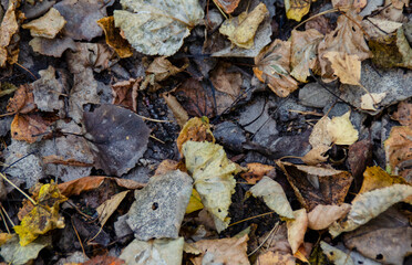 Autumn background of fallen brown, yellow, orange leaves. Wallpaper, screen saver, cover.