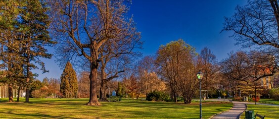 Fototapeta na wymiar tree in the park in spring
