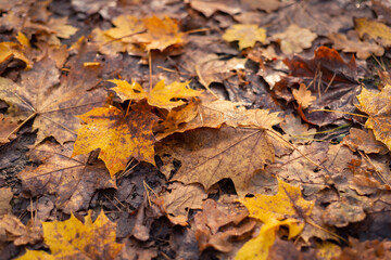 falling autumn leaves in the forest