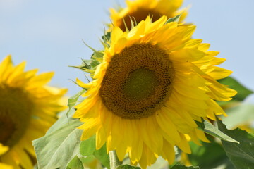 Closeup of a sunflower