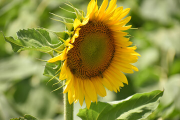 A single sunflower