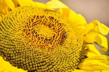 Closeup on the center of a sunflower