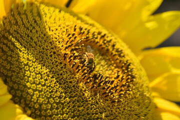 Closeup on the center of a sunflower with a bee