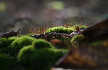 Deep green moss (macro)