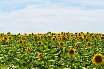 A field of sunflowers