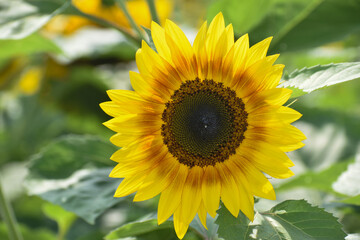 A sunflower in full bloom