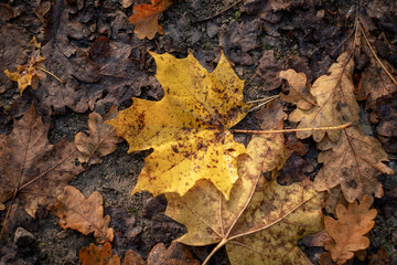 falling autumn leaves in the forest
