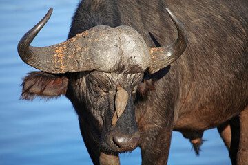 Buffalo with Oxpecker on face, Sabi Sands Game Reserve, South Africa
