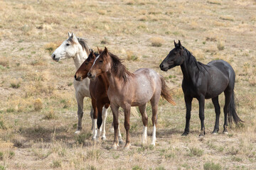 Fototapeta na wymiar Wild horses in the Utah Desert in Spring