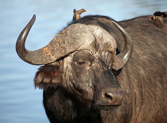 Naklejka premium Close up of a Buffalo, Sabi Sands Game Reserve, South Africa 