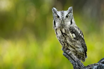 Rolgordijnen Western Screech Owl © Bernie Duhamel