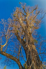 tree and sky