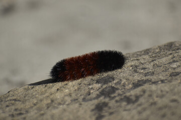 Closeup of a caterpillar