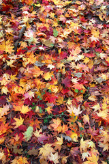 Carpet of fallen leaves, Gloucestershire
