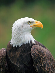 Close up of a Bald Eagle
