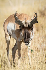 Pronghorn