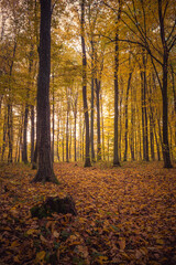 road in a beautiful colorful autumn forest
