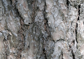 Wood texture, tree bark close-up.