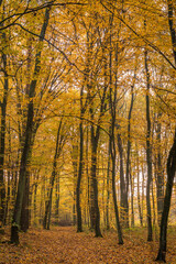 road in a beautiful colorful autumn forest