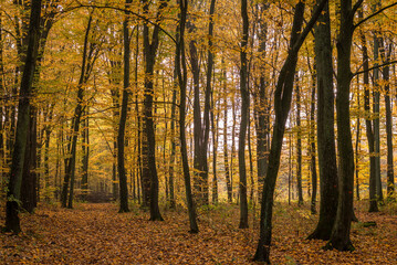 road in a beautiful colorful autumn forest