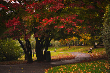 Red tree, curvy pathway and benches at Park Leybeek in Brussels, Belgium