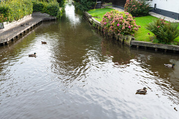 Fototapeta na wymiar Mallard ducks floating in the channel between buildings, visible lawns and flowers.