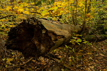 An old broken tree in the forest in autumn with many fallen leaves