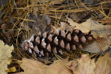 A closeup of a pine cone