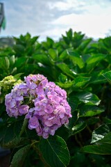 Beautiful hydrangea or hortensia flower close up.  Flower in bloom in spring