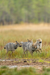 Young Grey wolfs are playing together on the Finnish swamp. © Risto