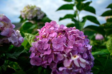 Beautiful hydrangea or hortensia flower close up.  Flower in bloom in spring