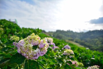 Beautiful hydrangea or hortensia flower close up.  Flower in bloom in spring