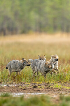 Young Grey wolfs are playing together on the Finnish swamp.