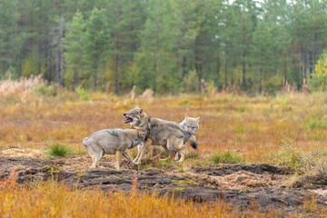 Obraz na płótnie Canvas Young Grey wolfs are playing together on the Finnish swamp.