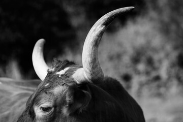 Horns of longhorn cow close up in black and white.