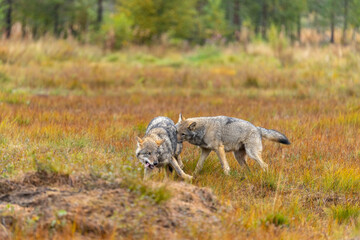 Young Grey wolfs are playing together on the Finnish swamp.