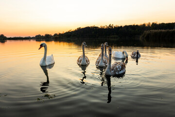 Swans on the lake in nature at beautiful sunset
