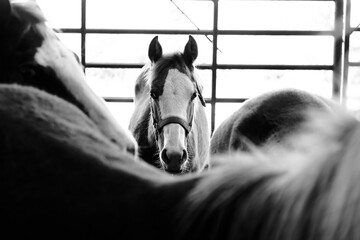 Young horse with halter looking at camera from behind herd that is blurred in foreground.