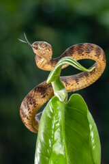 The keeled slug-eating snake, Pareas carinatus
