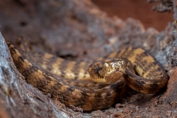 The keeled slug-eating snake, Pareas carinatus