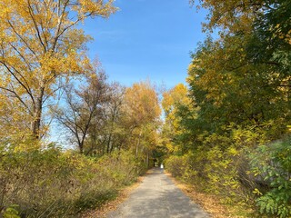 autumn in the forest with road