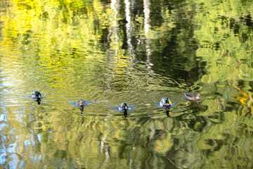 Wild ducks swim in a pond. Bright, mosaic reflection of autumn trees in the water.