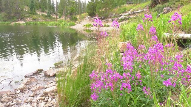Static scene of of summer mountain flowers in front of a lake