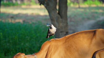 Beautiful picture of black crow can be. a crow and brown cow.
